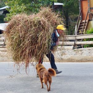 Man carrying straw with doggie pal